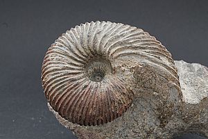 Ammoniten 3536